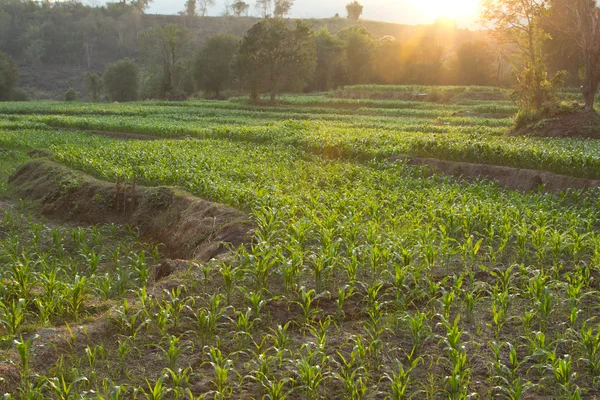 Cornfield — Stock Photo, Image