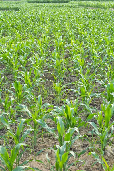 Cornfield — Stock Photo, Image