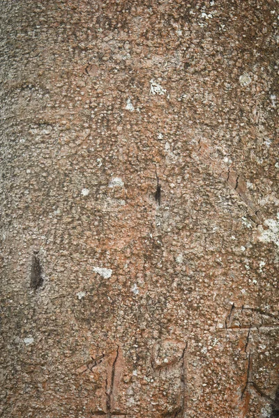 Textura de madeira. — Fotografia de Stock