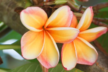 Frangipani çiçekler.