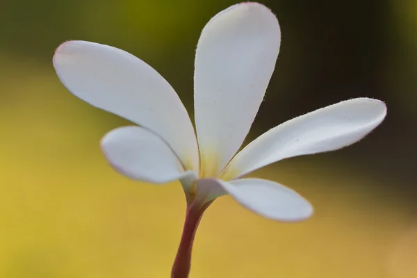 白いプルメリアの花 — ストック写真