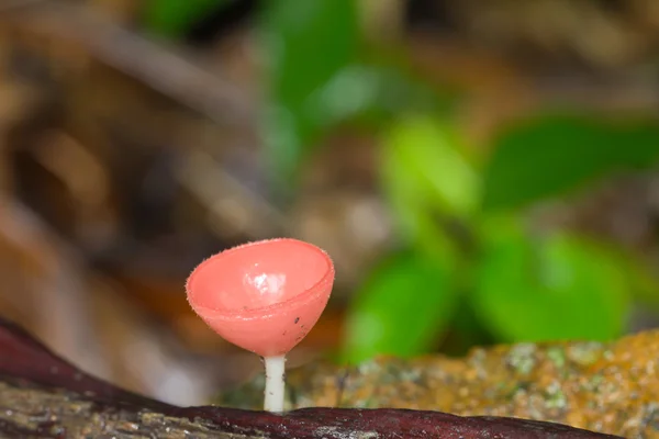 Houbová šampaňské. — Stock fotografie