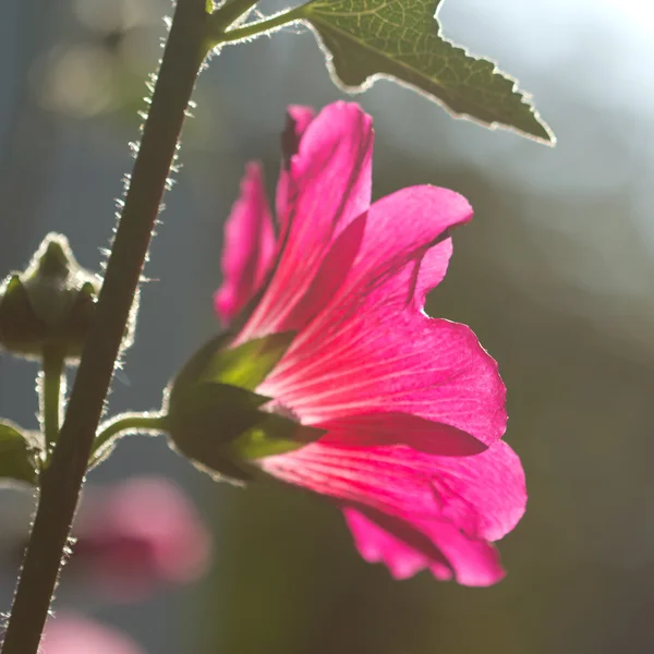 Růžový květ — Stock fotografie