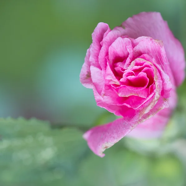 Pink flower Stock Picture