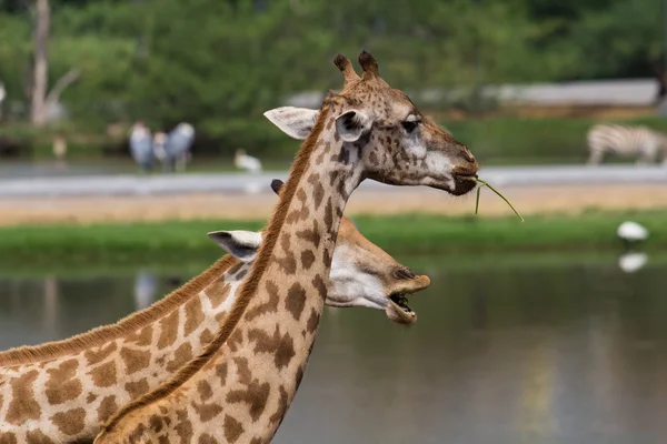 Giraffa — Foto Stock