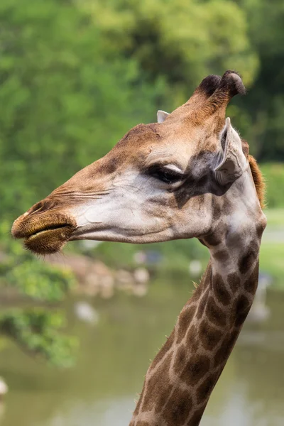 Giraffe — Stockfoto