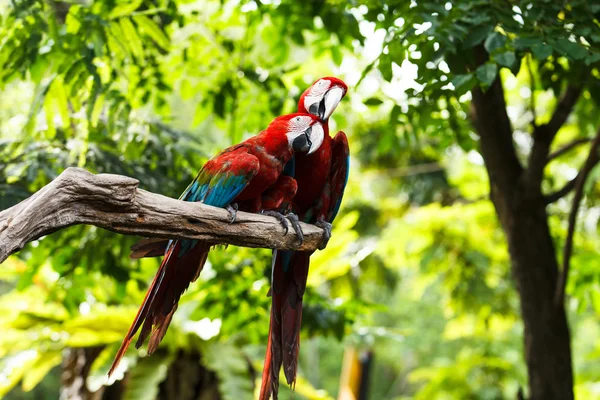 Scarlet Macaw — Stock Photo, Image