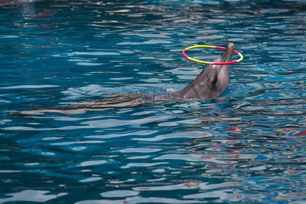 Dolphin show in the park — Stock Photo, Image