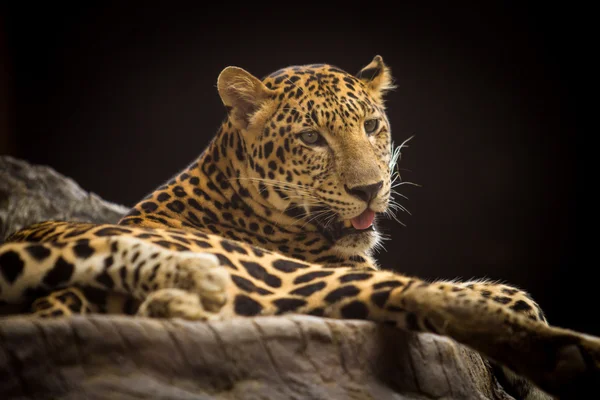 Portrét Leopard — Stock fotografie