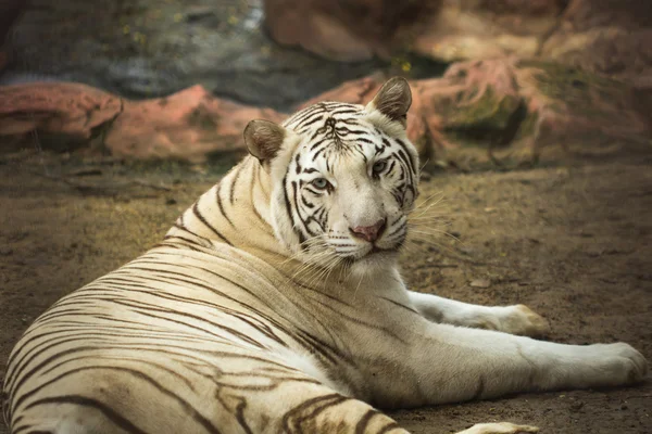 Belo tigre — Fotografia de Stock