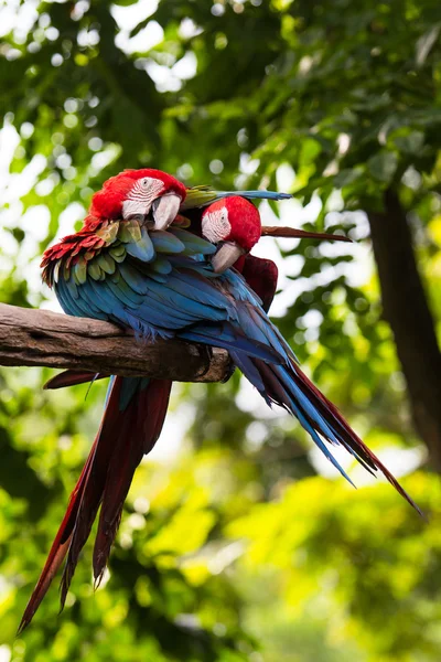 Šarlatové macaw — Stock fotografie