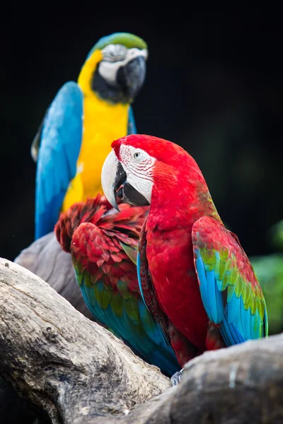 Modročervený macaw — Stock fotografie