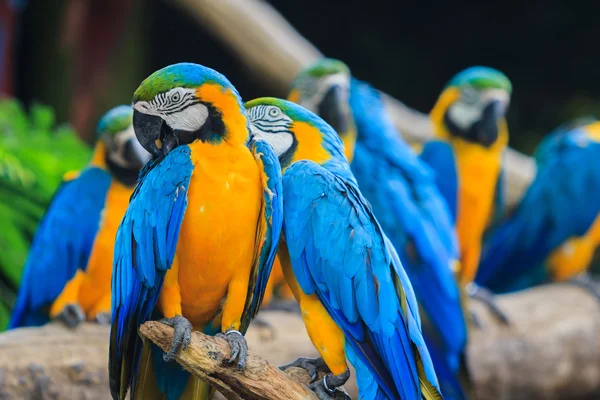 Arara azul e amarela — Fotografia de Stock