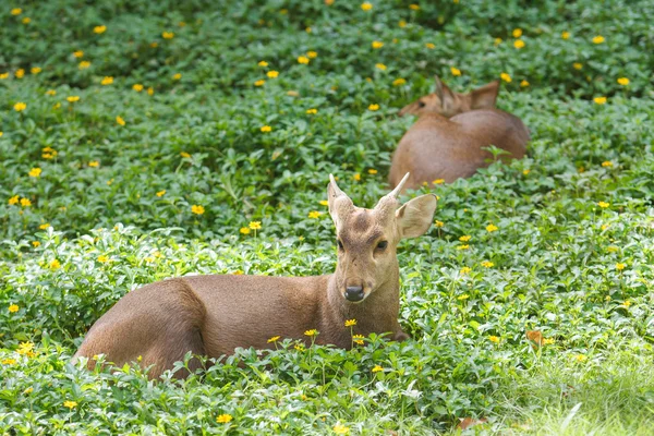 Roe Deer — Stock Photo, Image