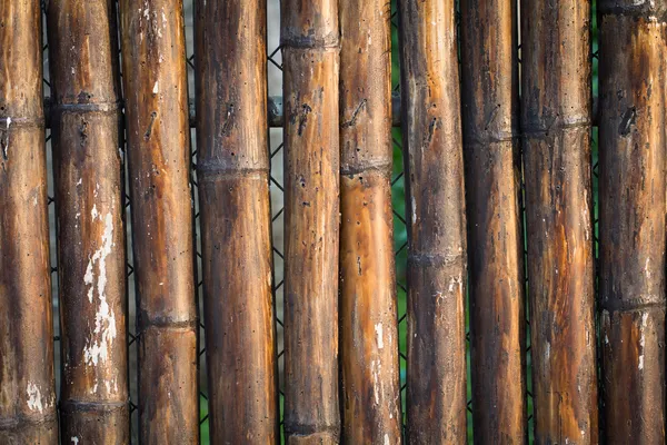 Bambu Arkaplanı — Stok fotoğraf