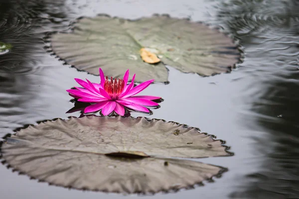 Цветок лотоса на воде — стоковое фото
