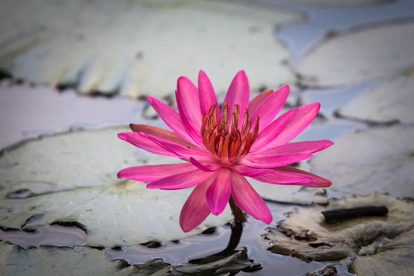 Lotus fleur sur l'eau — Photo