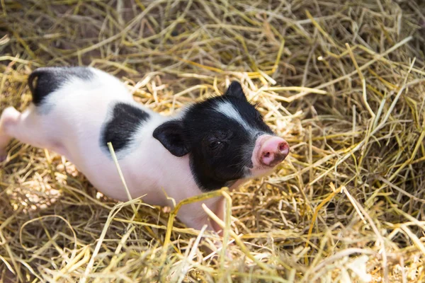 Pig in a pen — Stock Photo, Image