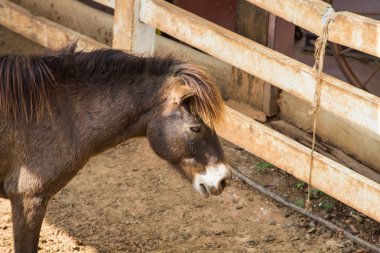 ahır içinde atlar.