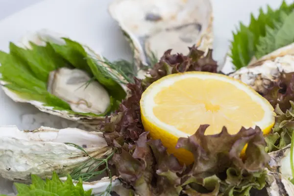 Fresh oysters — Stock Photo, Image