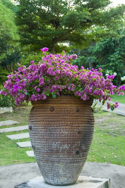 Flor de buganvilla — Foto de Stock