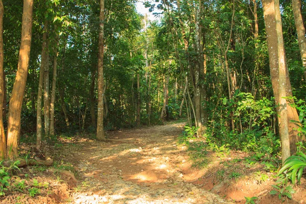 Путь в лес. — стоковое фото