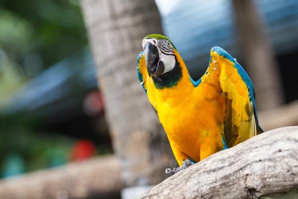 Blue and Yellow Macaw — Stock Photo, Image