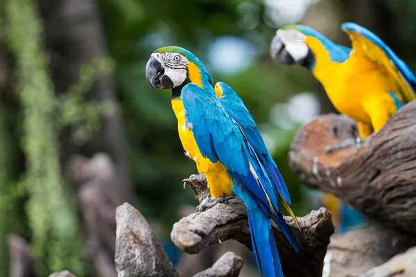 Arara azul e amarela — Fotografia de Stock