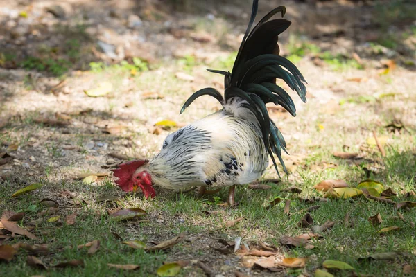 Coloré de la bantam — Photo