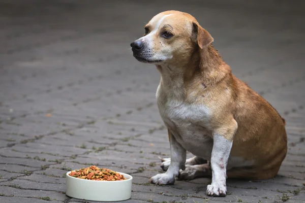 A kutyák és a kutyák élelmiszer — Stock Fotó