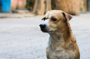 Köpek.