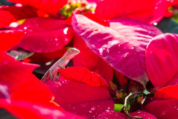 Chameleon na červené listy — Stock fotografie