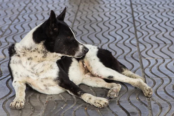 Triest dakloze hond — Stockfoto