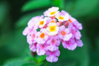 Lantana camara çiçekler