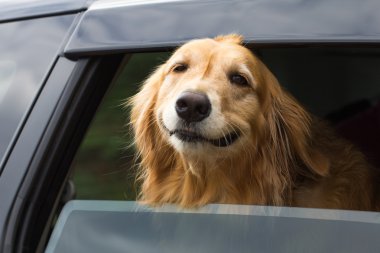 safkan golden retriever köpek