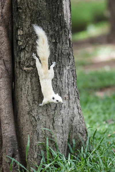 Ardilla blanca — Foto de Stock