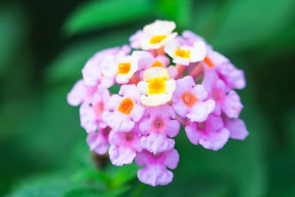 Lantana camara flowers — Stock Photo, Image