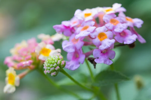 Lantana camara flowers — Stock Photo, Image