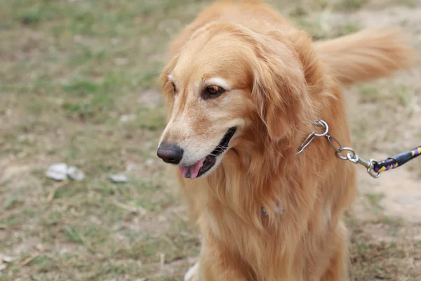 Puro cão golden retriever — Fotografia de Stock