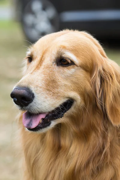 Fajtiszta golden retriever kutya — Stock Fotó