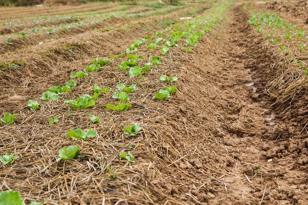 Vegetable plot — Stock Photo, Image