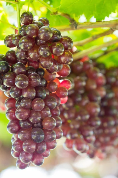 Grape — Stock Photo, Image