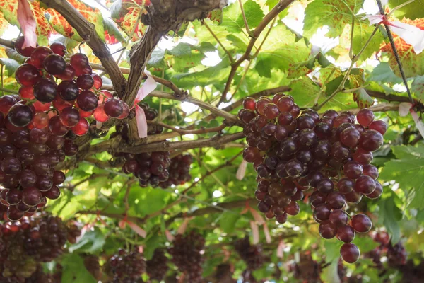 Grape — Stock Photo, Image