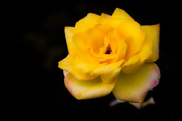 Rosa amarela em solo preto — Fotografia de Stock