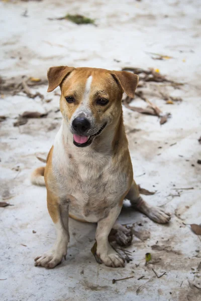 Liten hund — Stockfoto