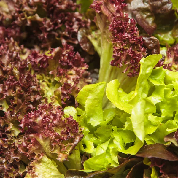 Fresh lettuce — Stock Photo, Image