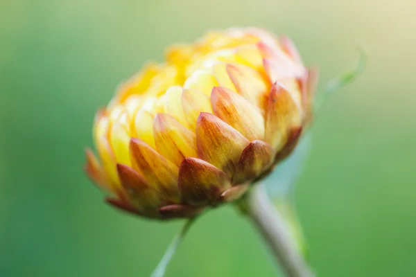 Closeup slámy květ (nesmrtelných) — Stock fotografie