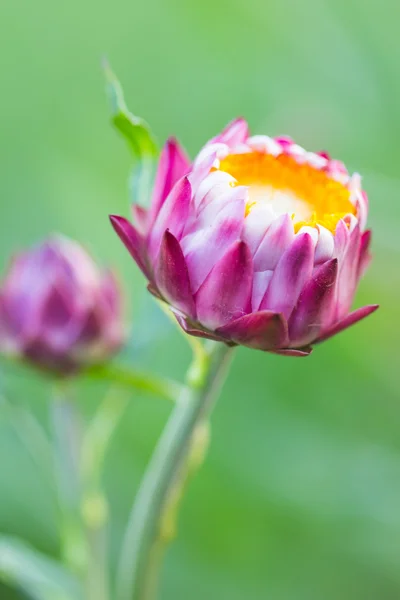 Closeup slámy květ (nesmrtelných) — Stock fotografie