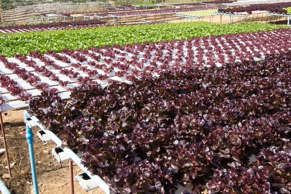 stock image Organic hydroponic vegetable 