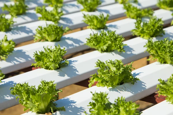 Organic hydroponic vegetable — Stock Photo, Image